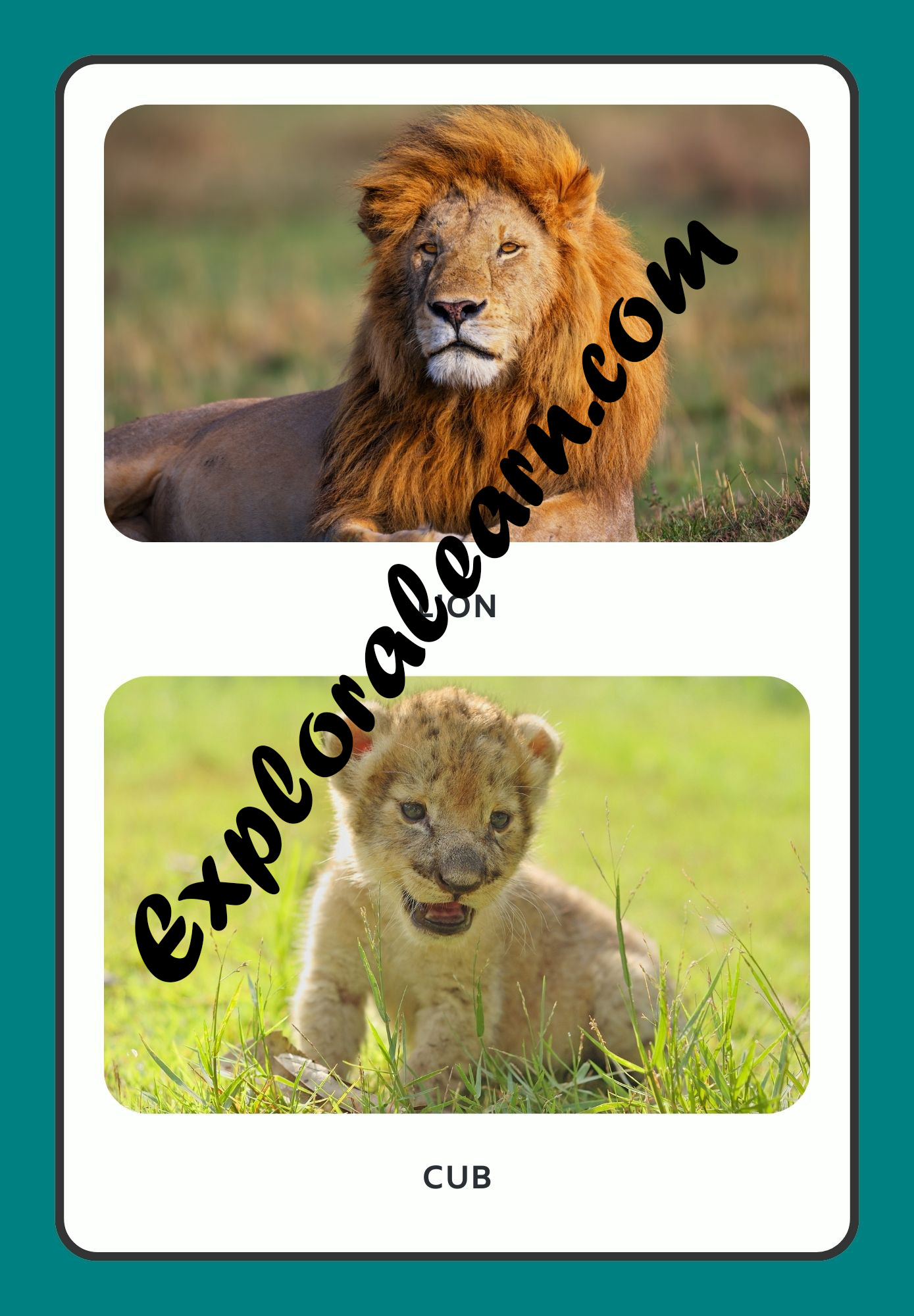 Animals & Babies Flashcard 3