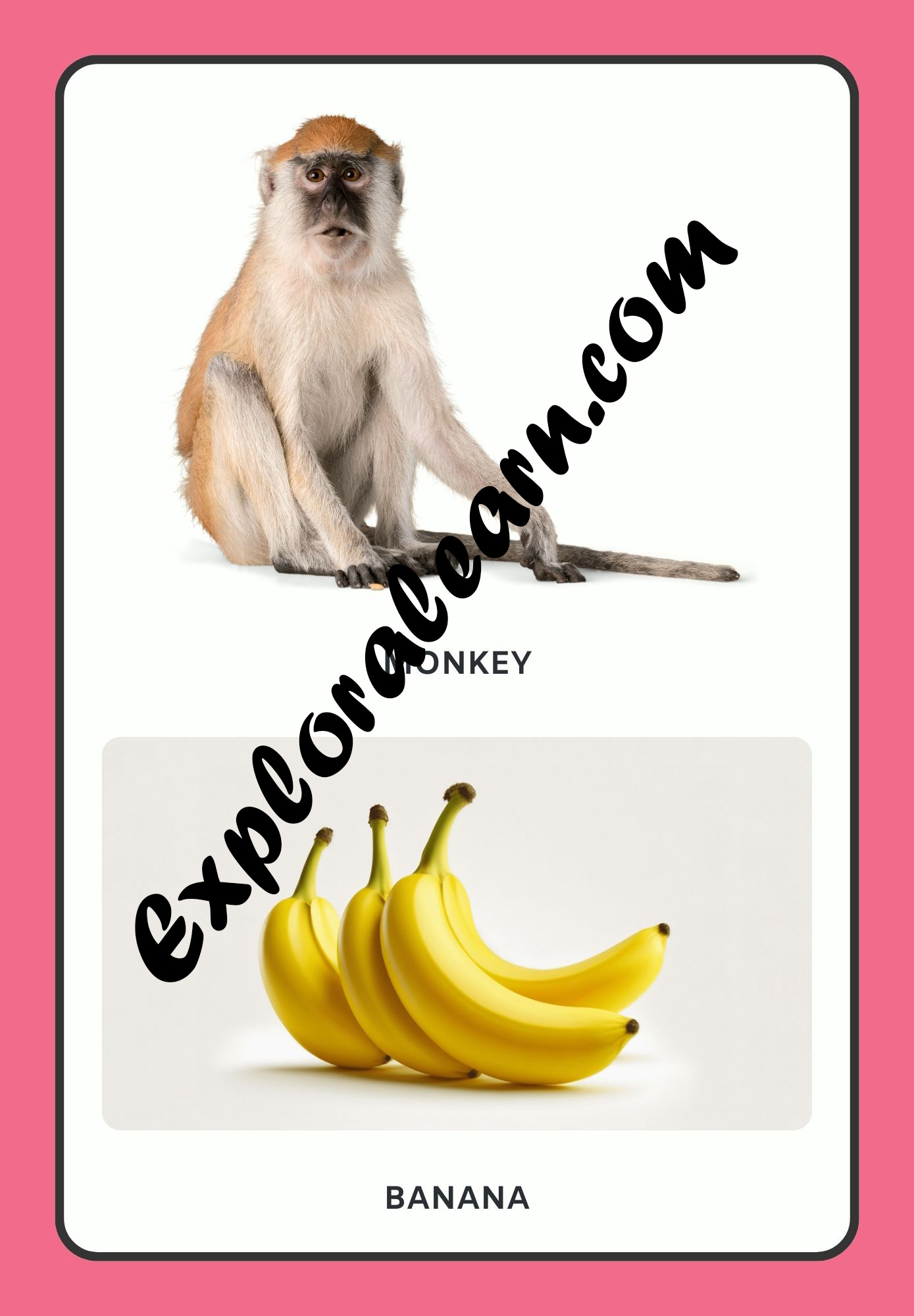 Animals & Food Flashcard 1