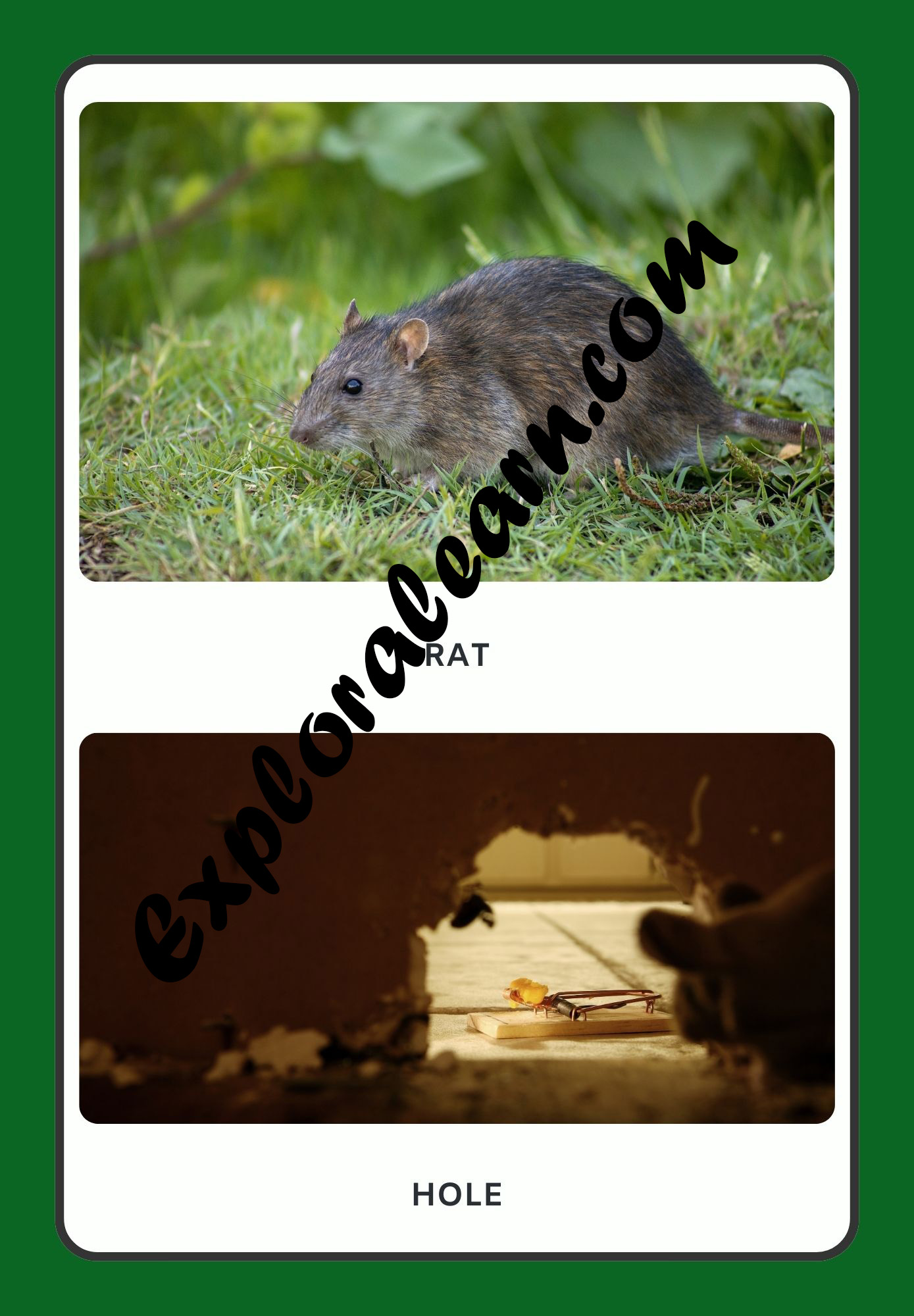 Animals & Homes Flashcard 2