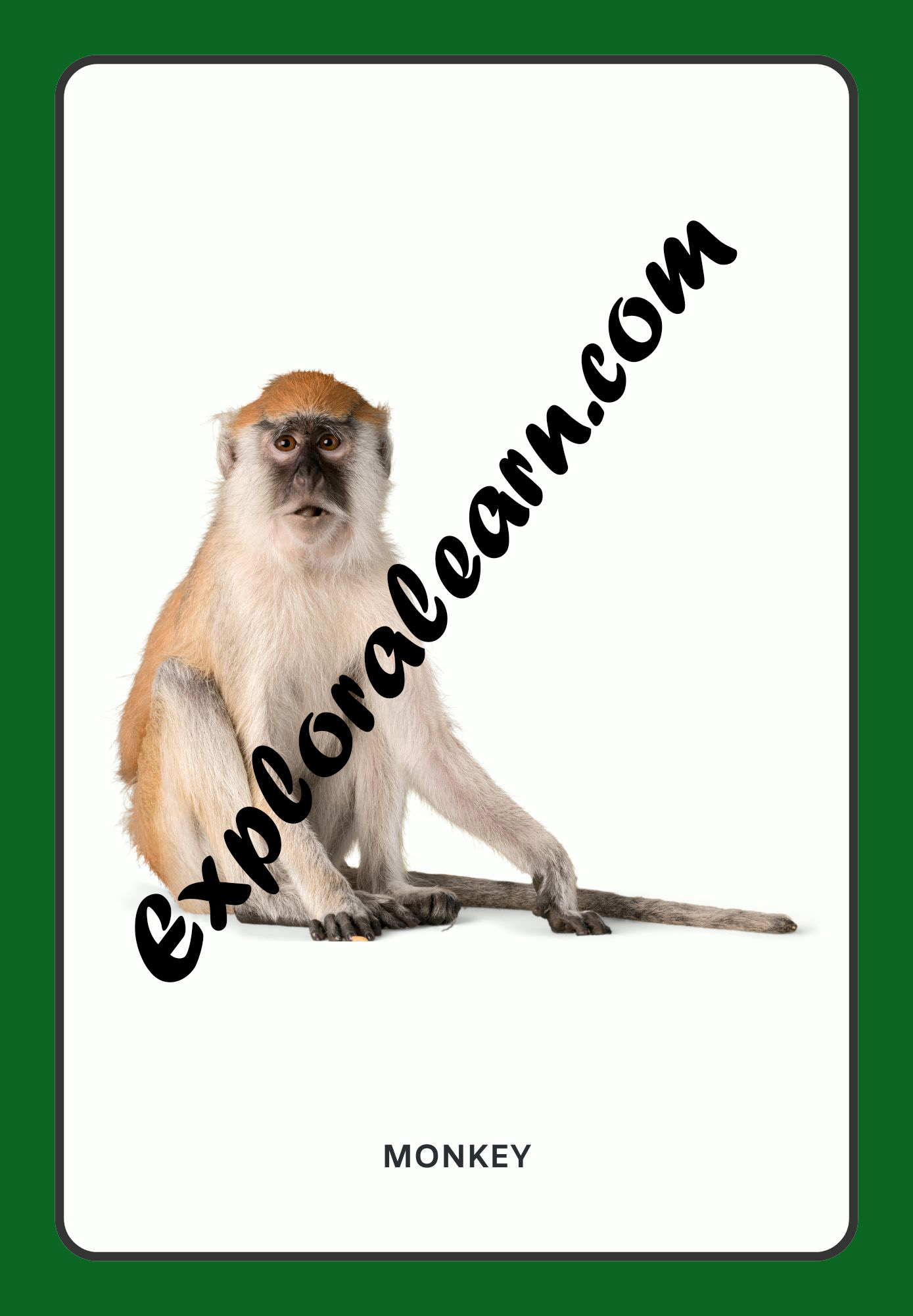 Wild Animals Flashcard 1