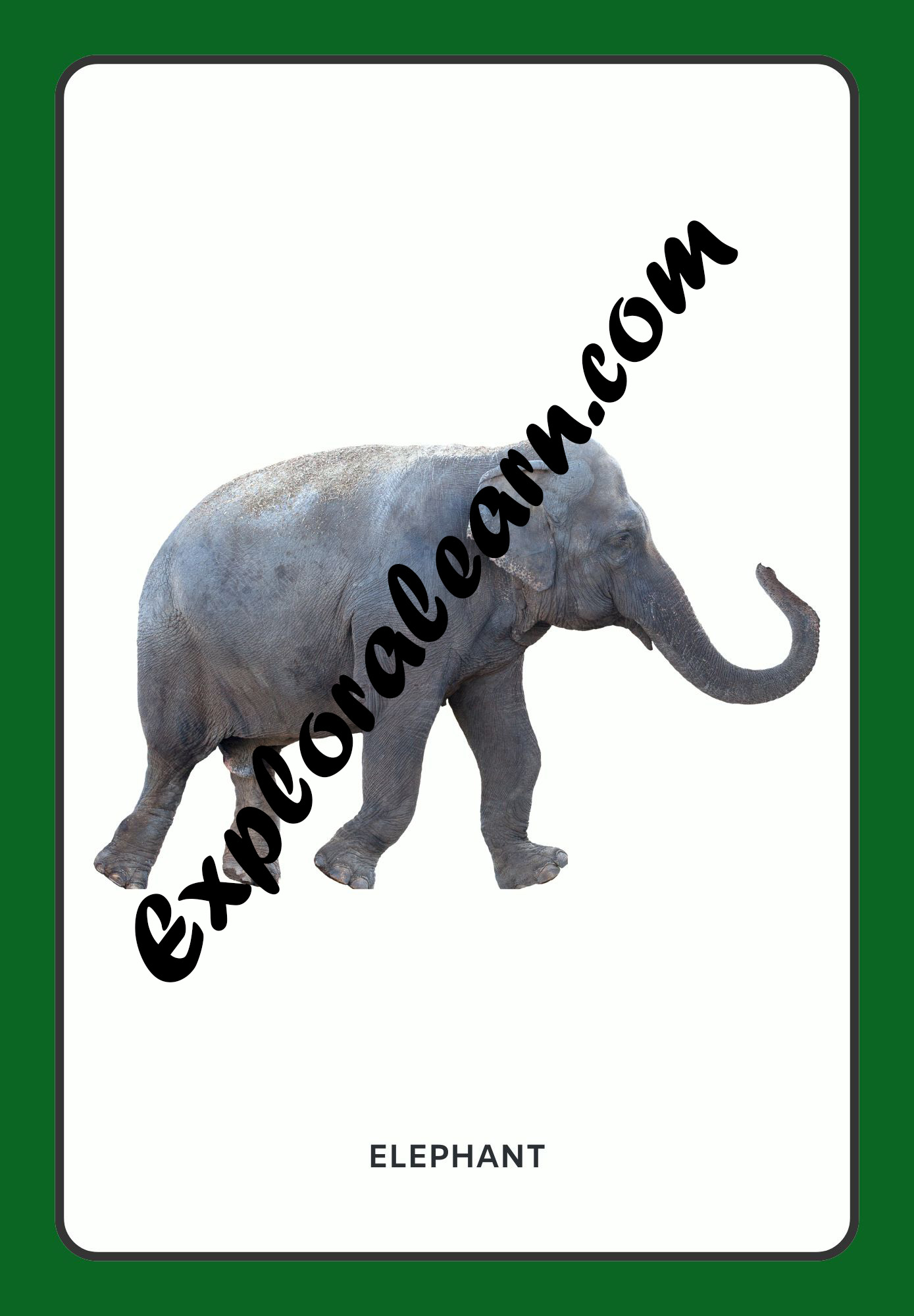 Wild Animals Flashcard 2