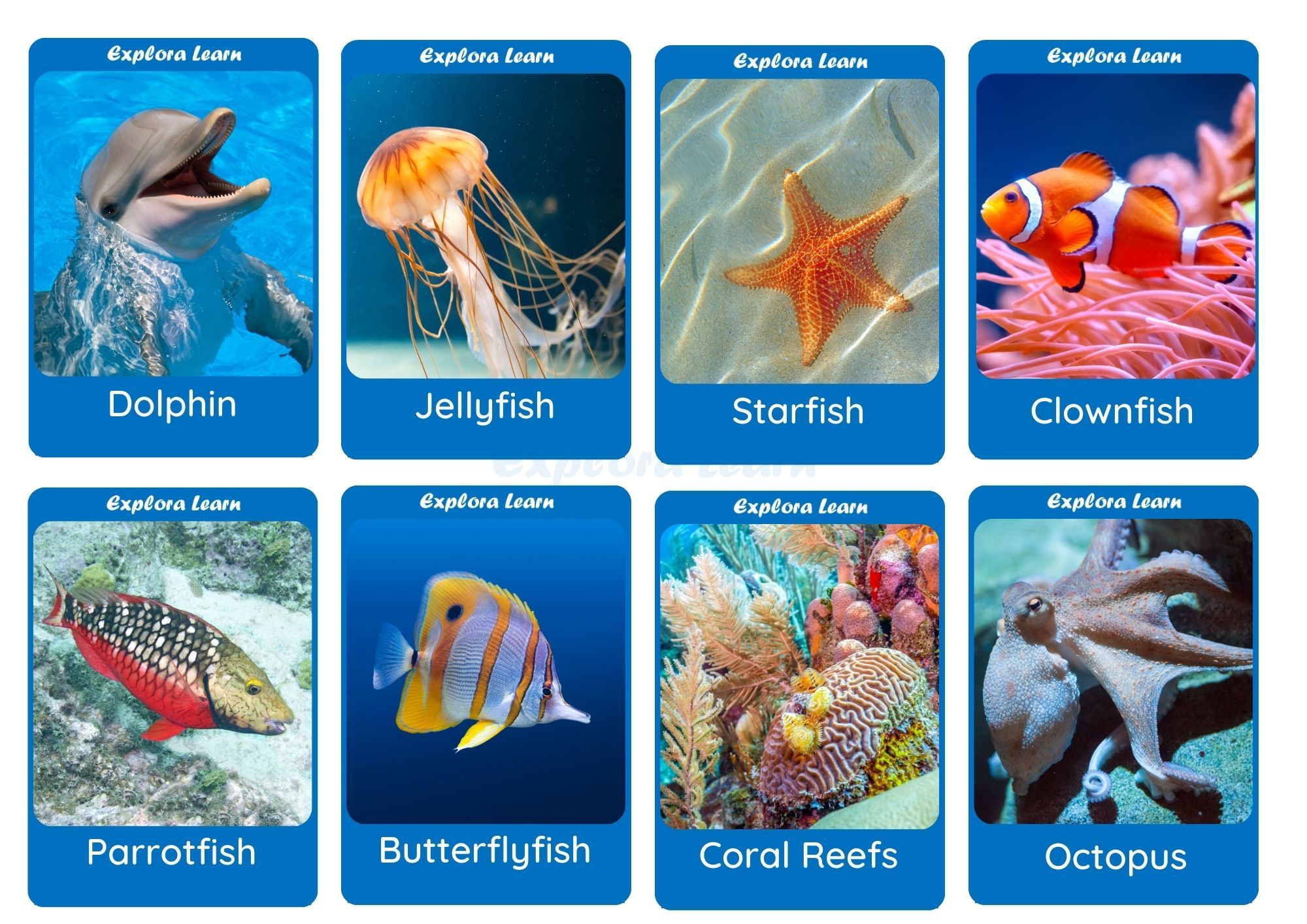Marine Animals